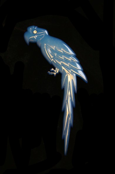 Blue parrot frontIMG_2354cr