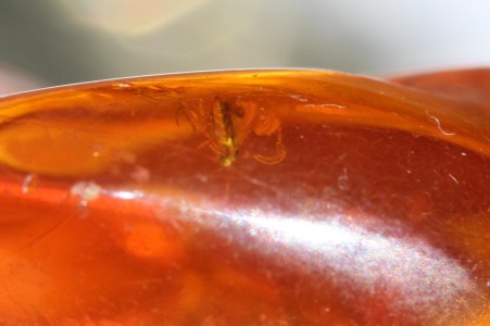 Amber 8IMG_4492